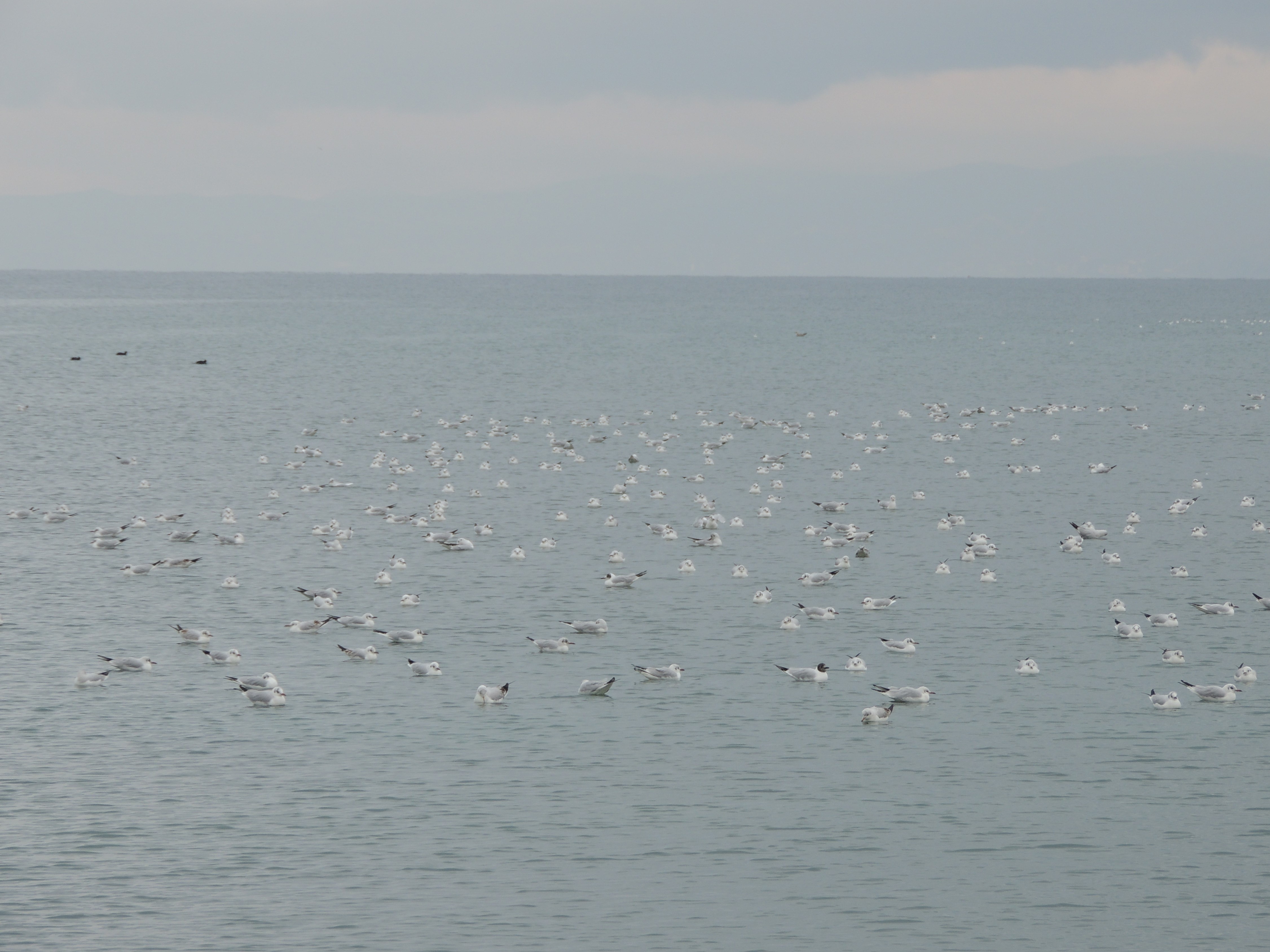 2018 International Waterfowl Census in Macedonia complete
