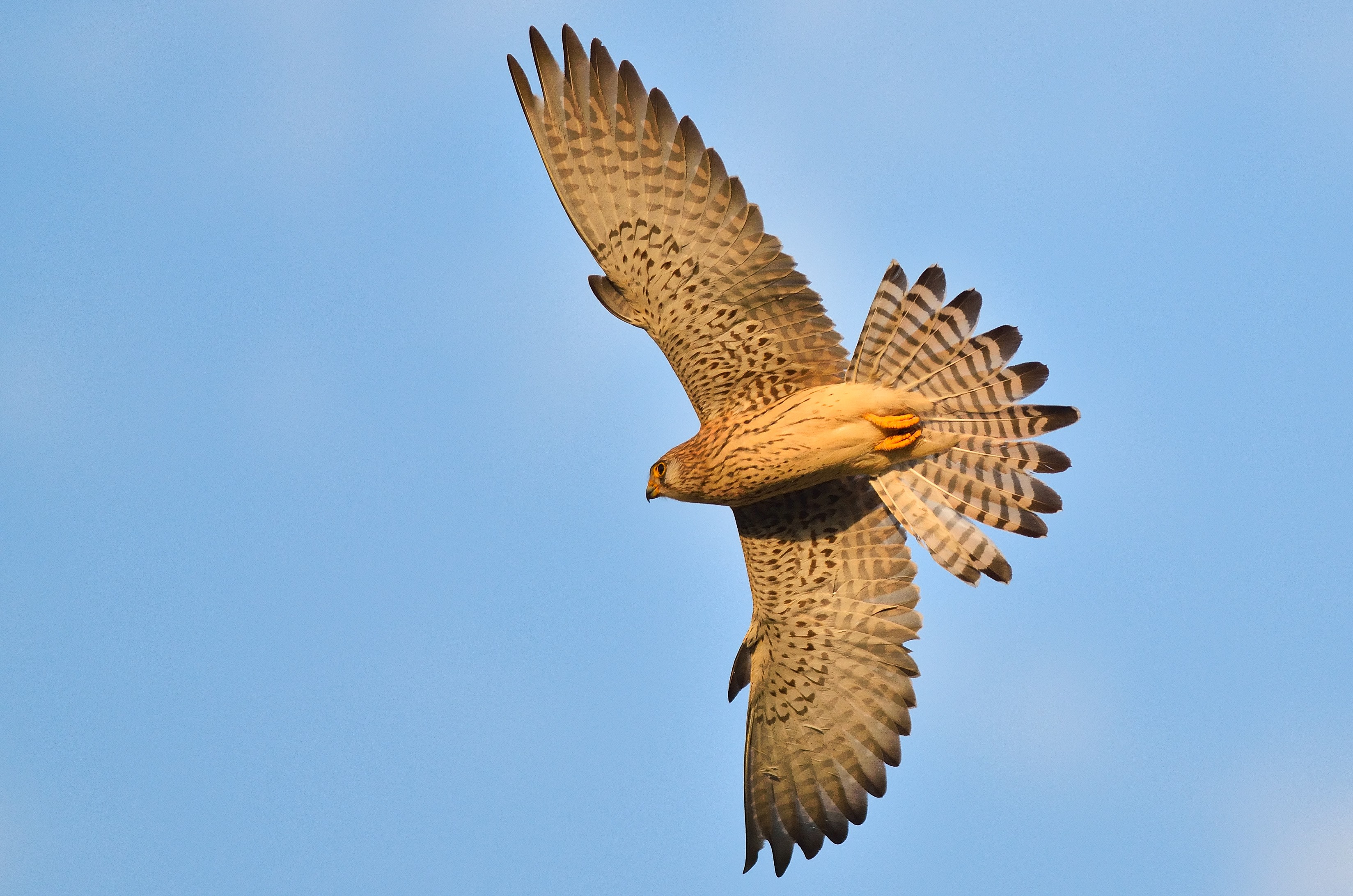 Проценка на заканите за птици во две значајни подрачја за птици во Македонија