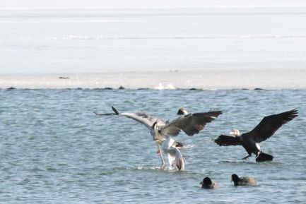Пребројувањето на птици презимувачки за 2017 во Македонија заврши