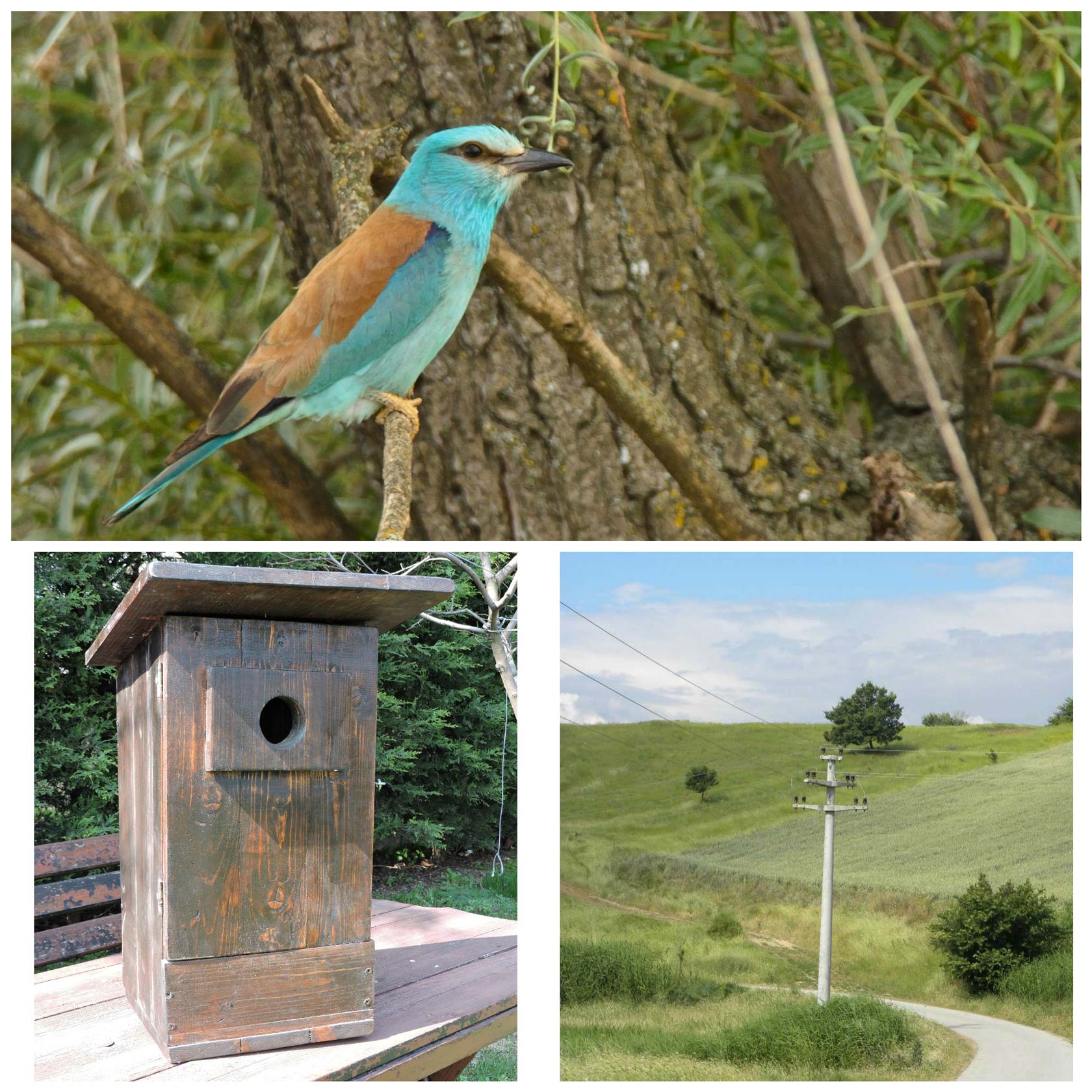 Модровраните добија бесплатни домови!