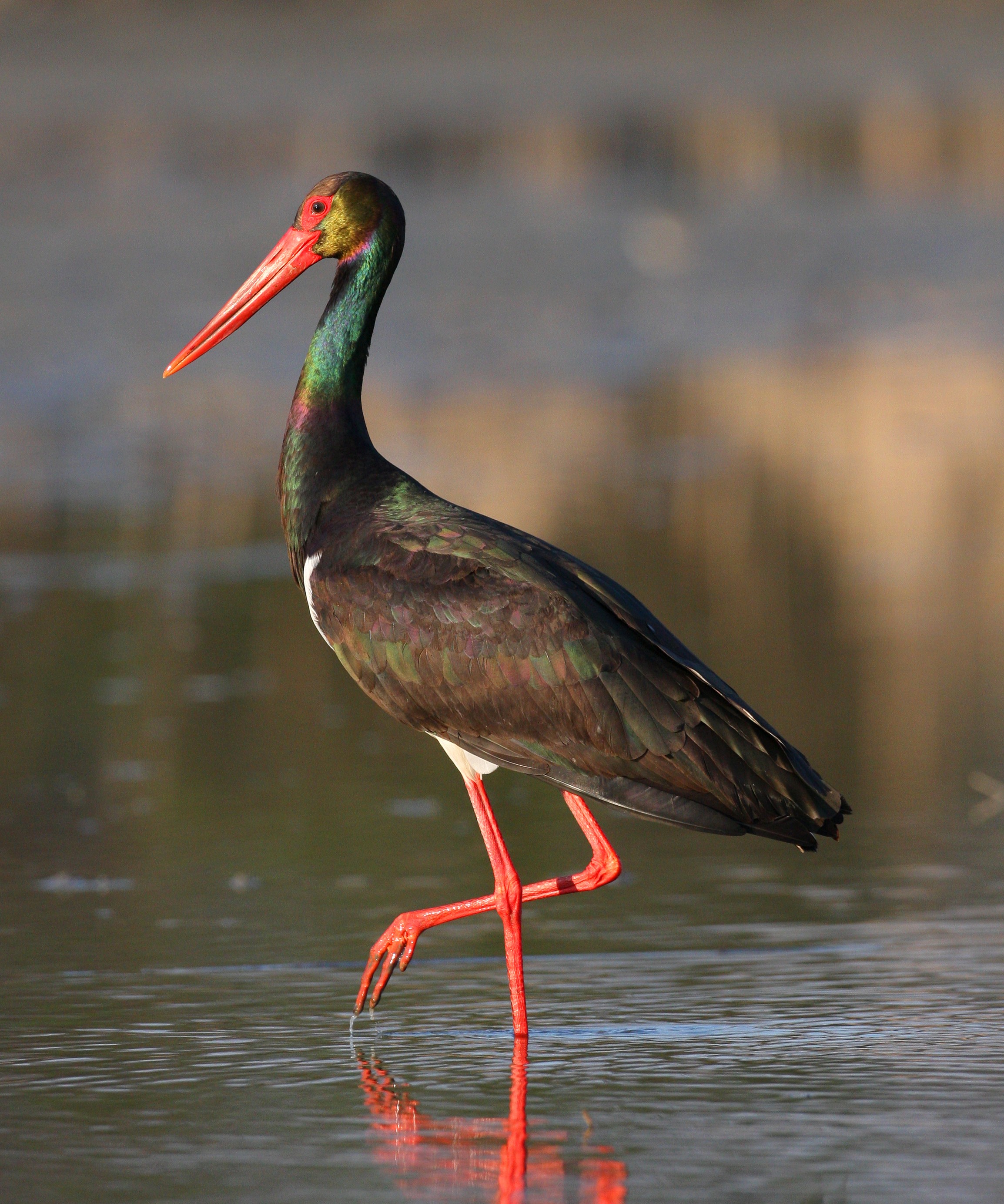 Capacity Building for Flyway Conservation in the Mediterranean