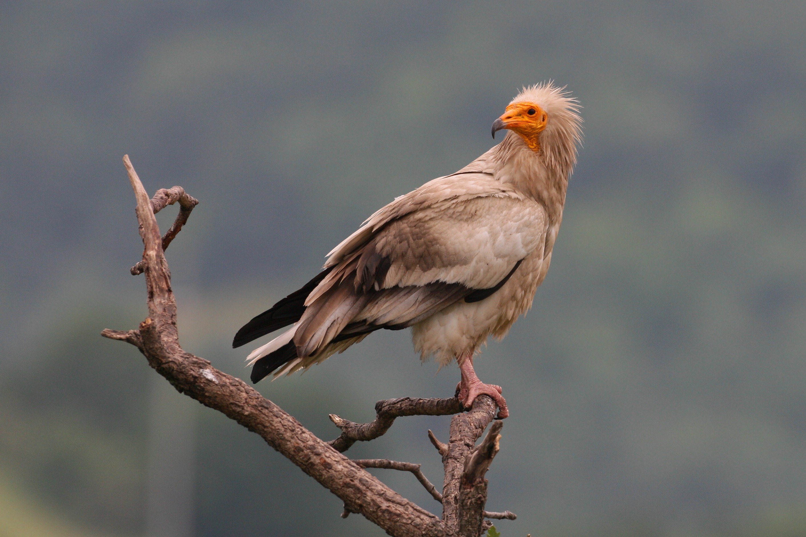 Vulture Conservation Project in Macedonia