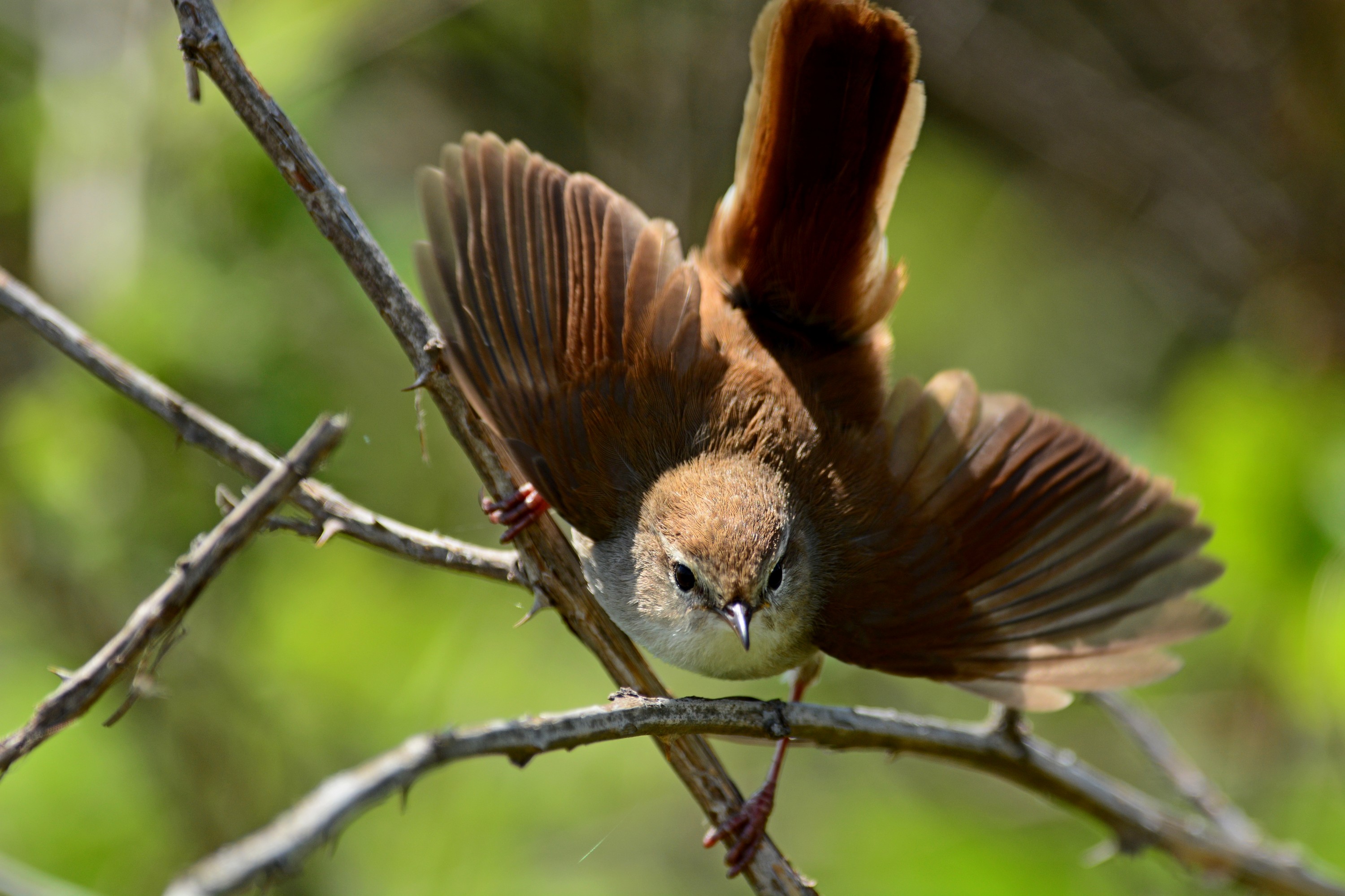 Macedonian Breeding Bird Atlas