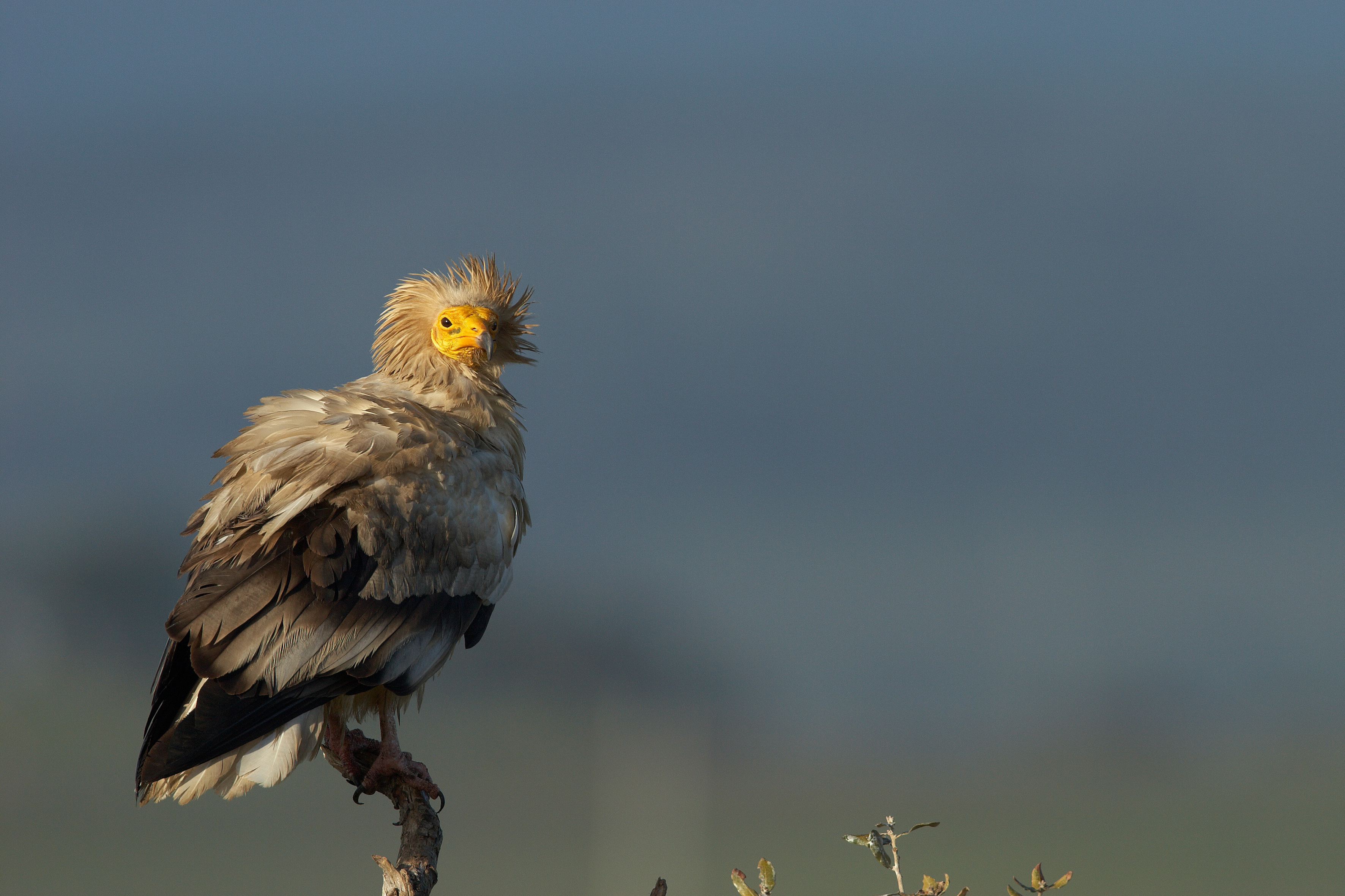 Balkan Anti-Poisoning Project