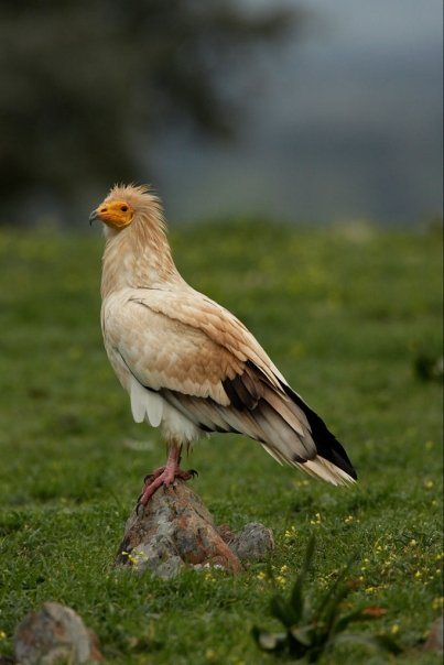 Egyptian Vulture New LIFE