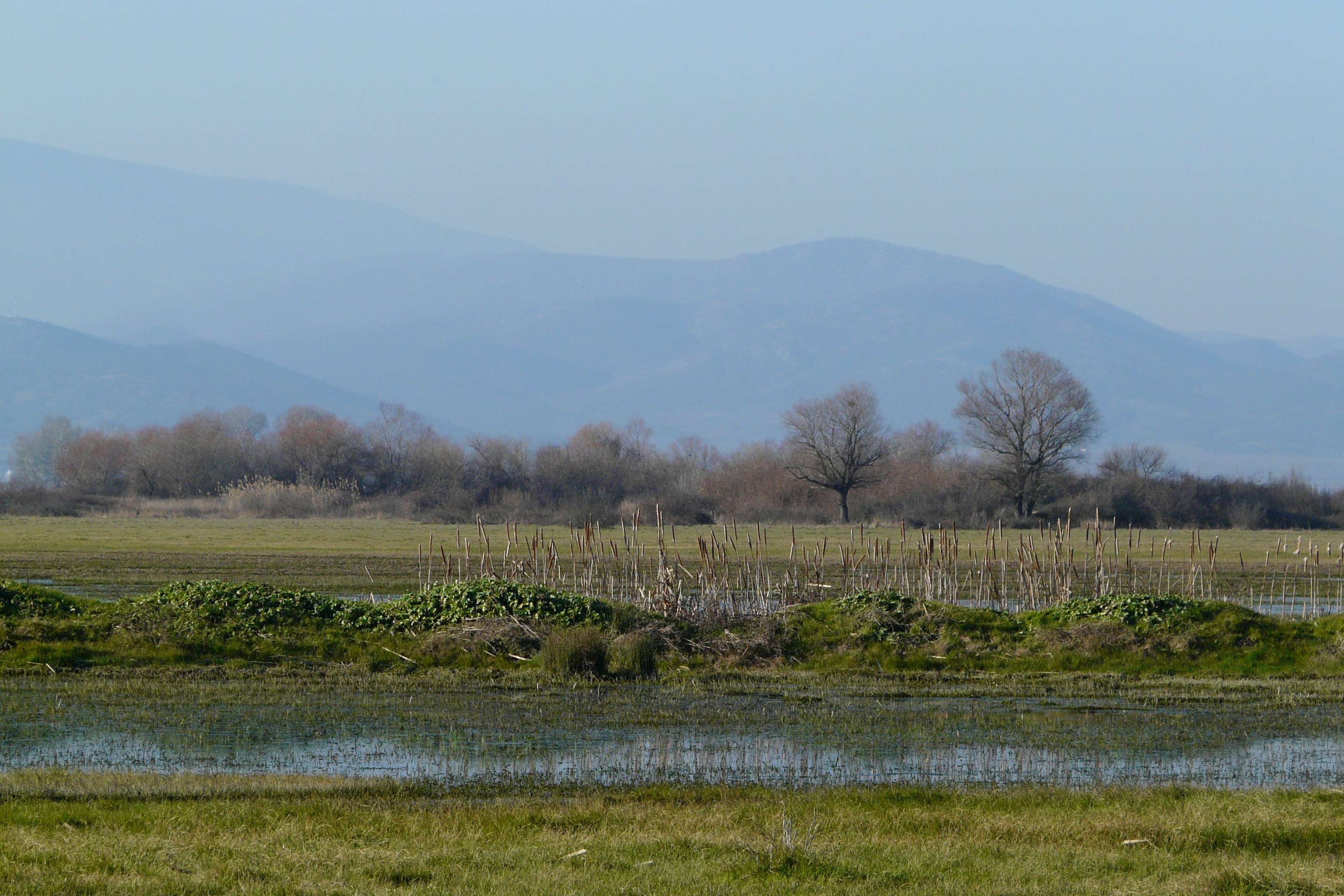 One Flew over the Stork’s Nest: Identifying threats to two wet meadows in IBA Lower Vardar – phase 1