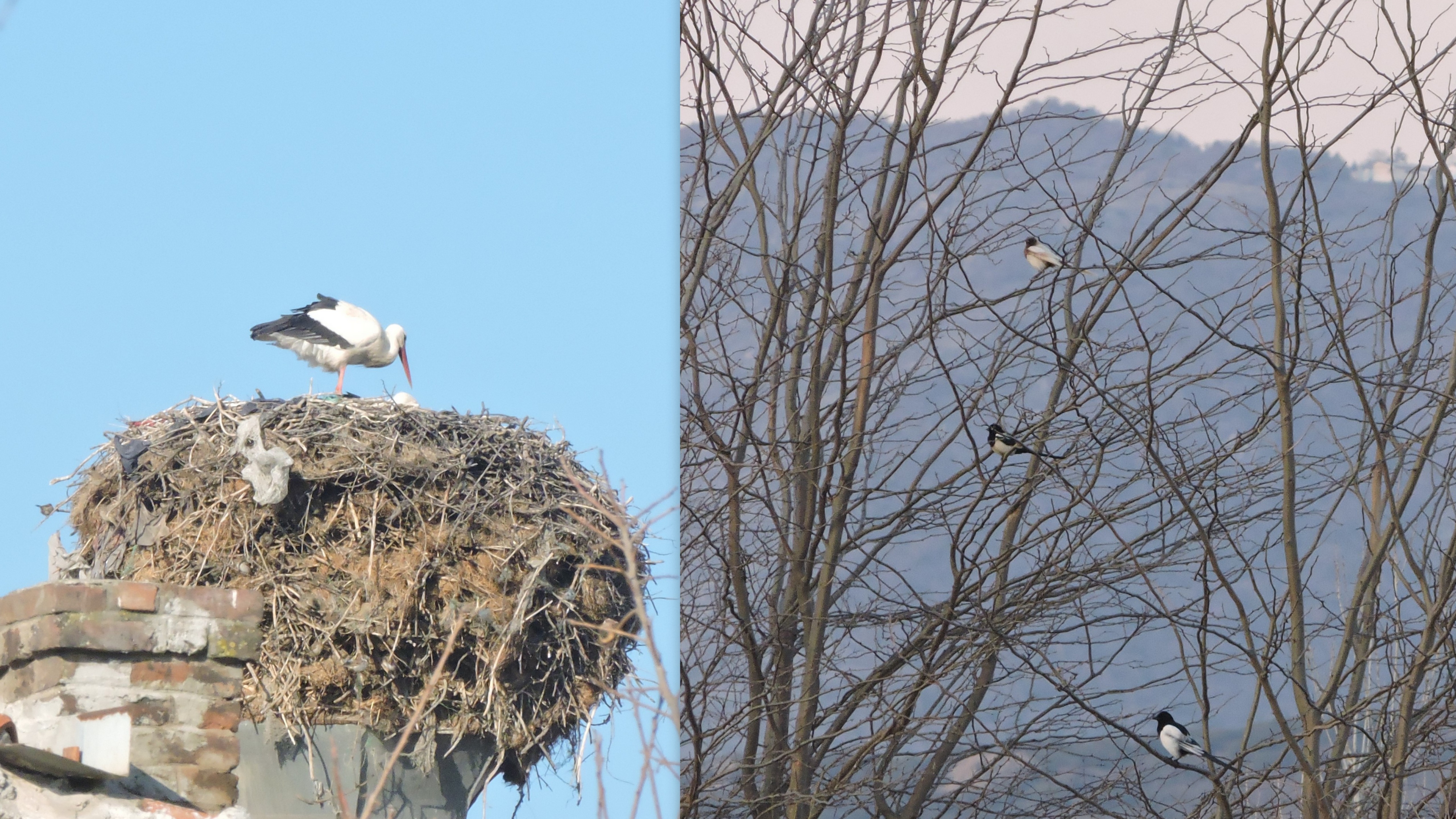 Early spring surprises from IBA Lower Vardar