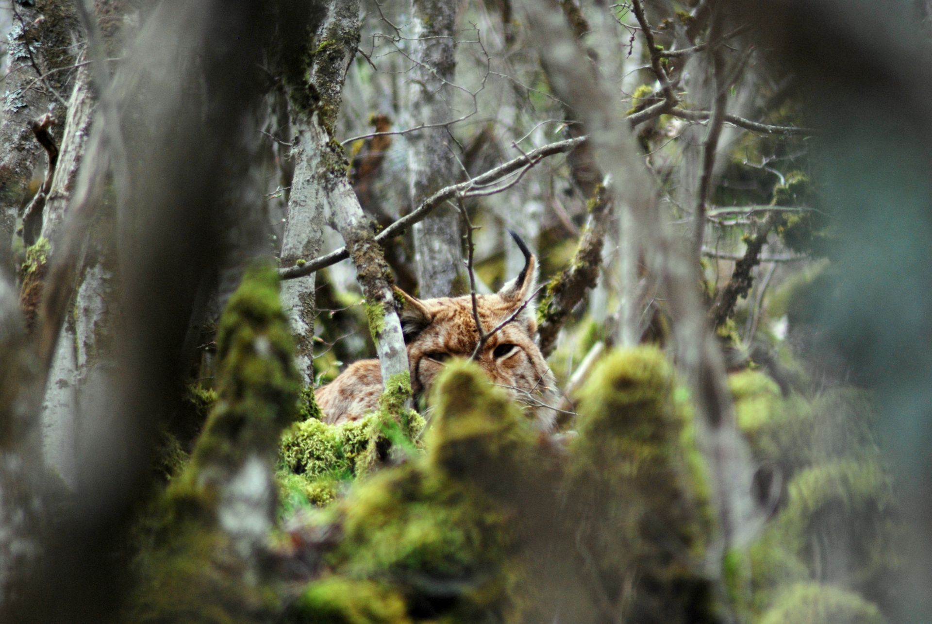 10 years ago, on this day we captured the first Balkan lynx