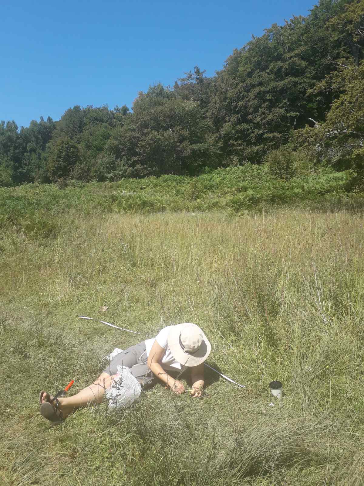 The distribution and conservation status of the relic fern Ophioglossum vulgatum on Kozhuf mountain – Ana Varelova