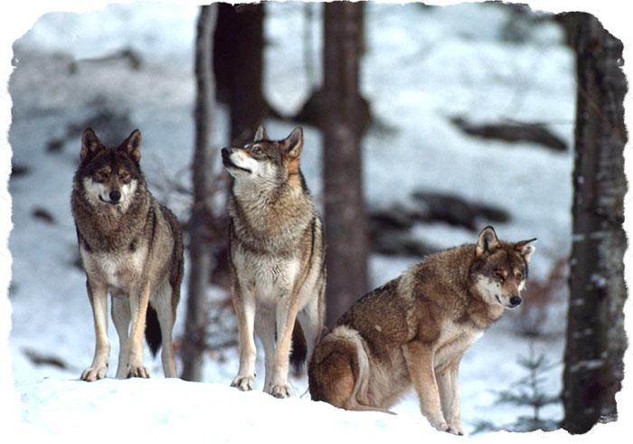 The Language of Wolves
