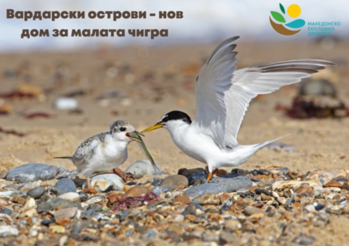 Vardar Islands – A New Home for the Little Tern
