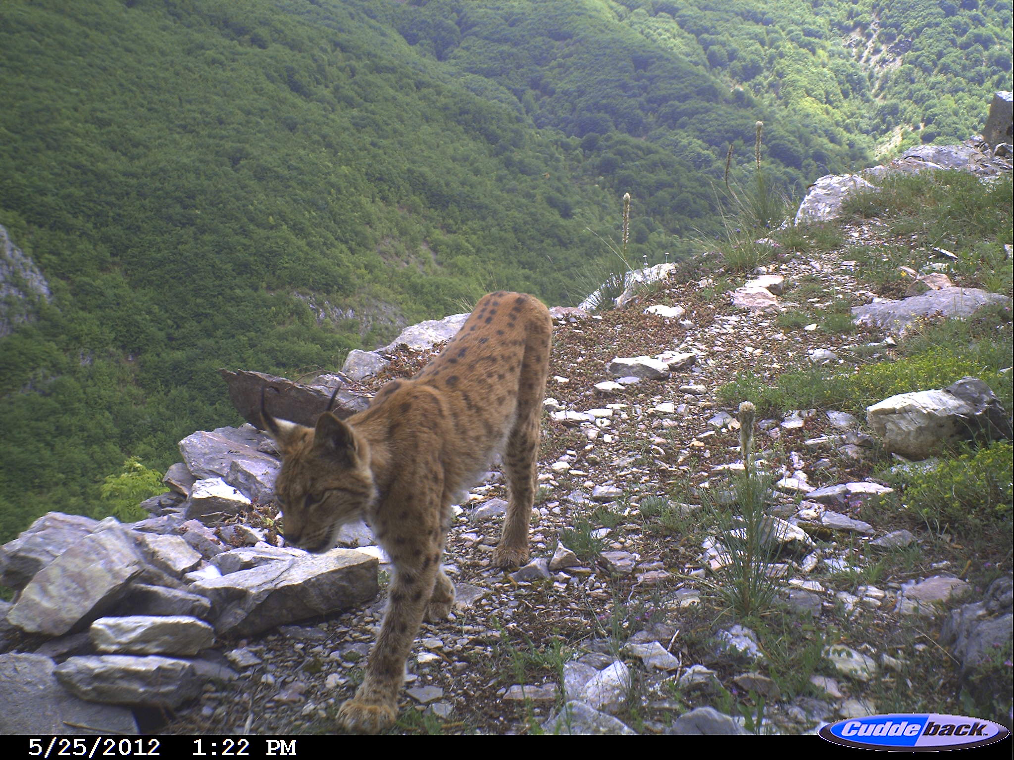 Photo exhibition of the Balkan lynx