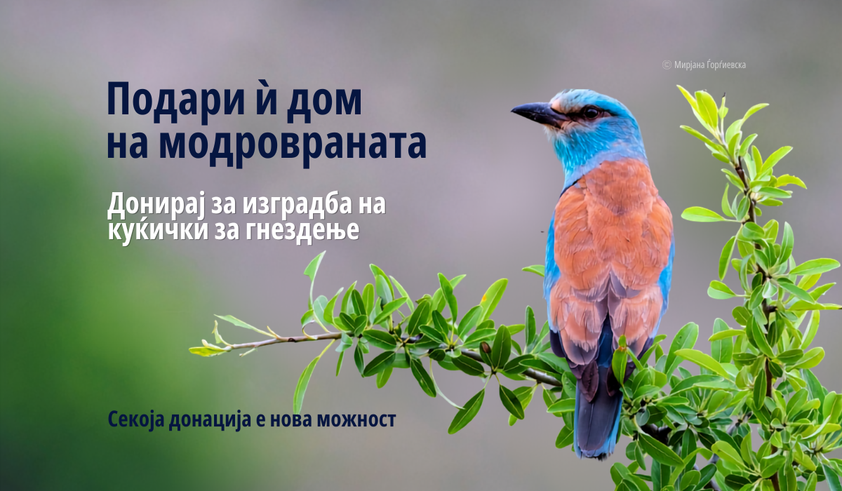 Подари дом за модровраната – донирај денес!